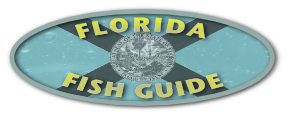 Florida Fish Guide